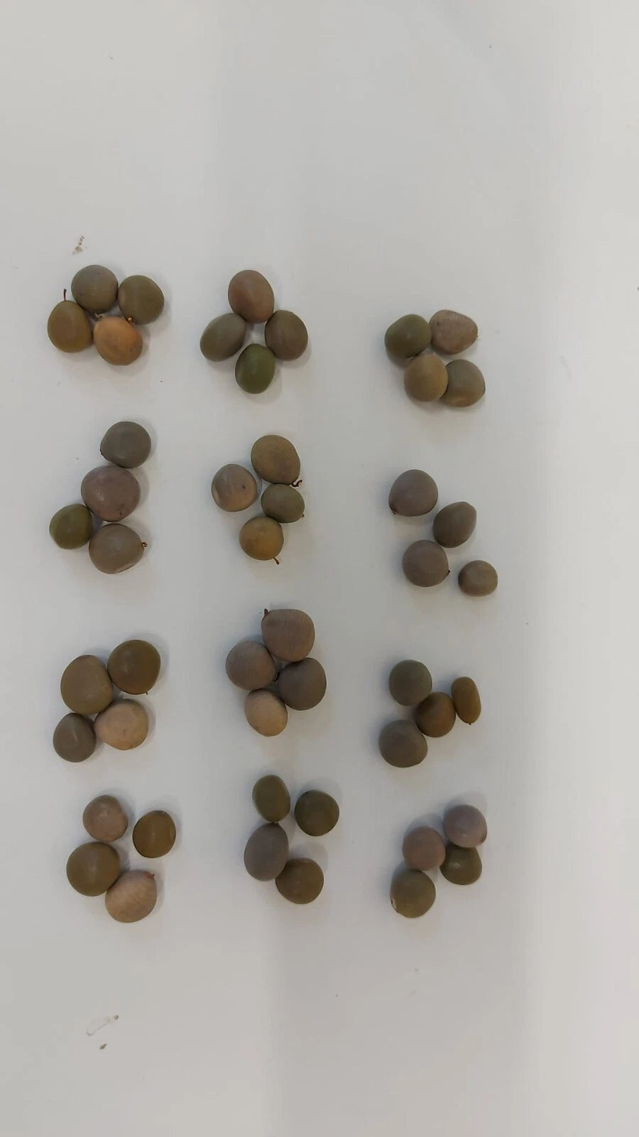 Ayo Olopon Mancala Game Seeds