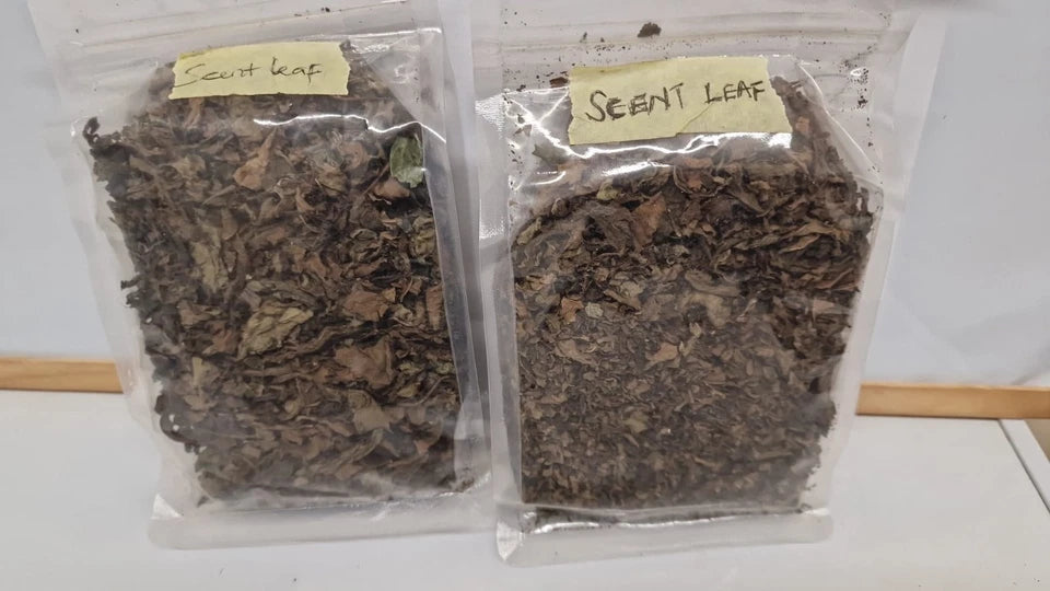 Scent Leaf – 2 Packs – 2 Packs – Dried African Vegetable for Cooking