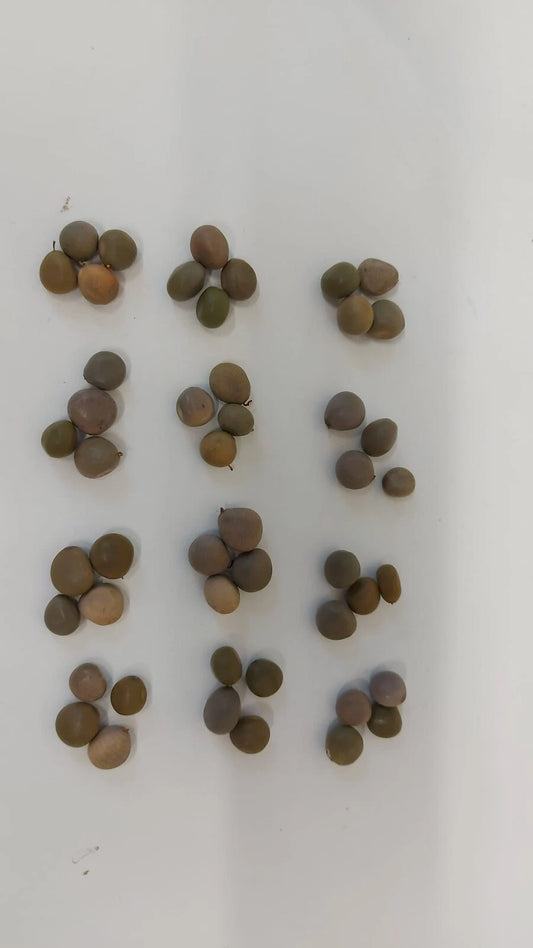 Ayo Olopon Game Seeds – Natural Mancala Playing - 48 Pieces